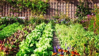When specific soil is used repeatedly, it eventually becomes depleted and lacks sufficient nutrients to continue supporting plant growth.