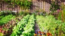 When specific soil is used repeatedly, it eventually becomes depleted and lacks sufficient nutrients to continue supporting plant growth.