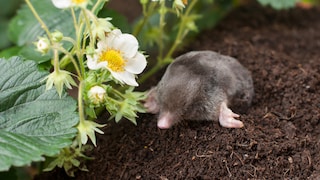 A simple home remedy is said to drive moles out of gardens, but is that true?