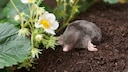 A simple home remedy is said to drive moles out of gardens, but is that true?