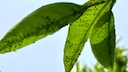 Aphid Errors