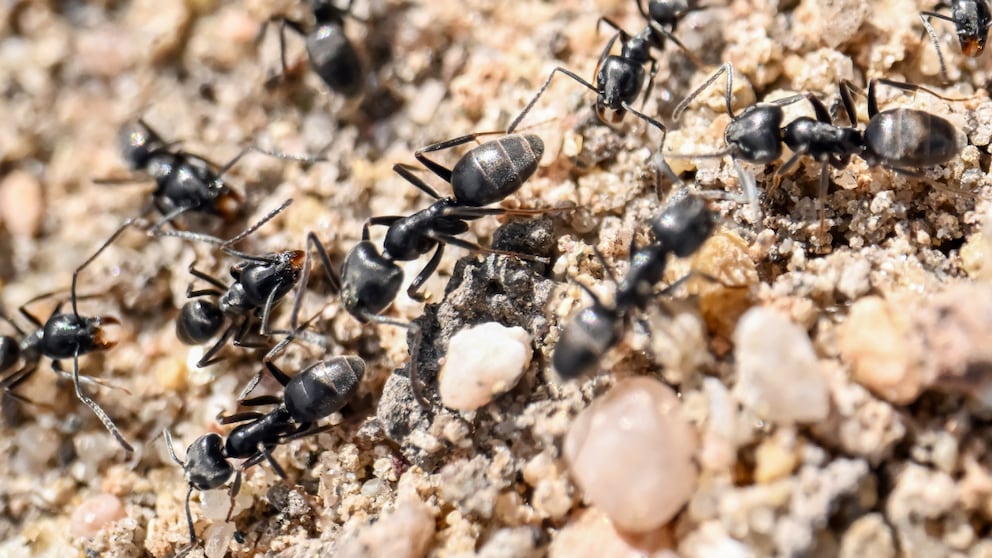 The invasive large gland ant is identifiable by its deep black color and its massive colony formation.