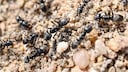 The invasive large gland ant is identifiable by its deep black color and its massive colony formation.