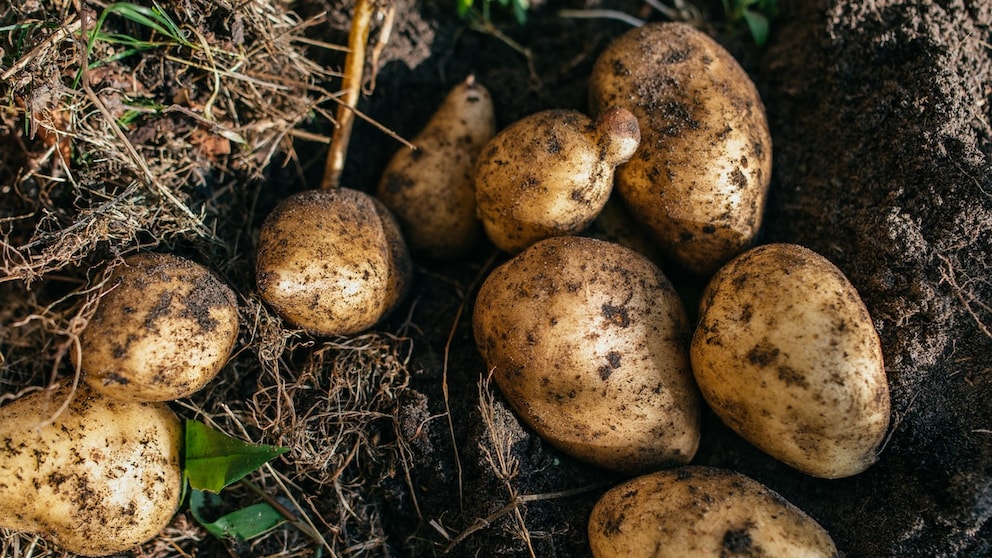 Mistakes Can Happen When Growing Potatoes