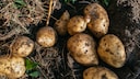Mistakes Can Happen When Growing Potatoes