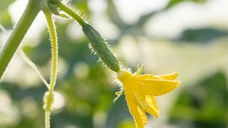For tomatoes, it's a fertilizer, but what happens to cucumbers when you water them with saltwater?