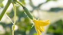 For tomatoes, it's a fertilizer, but what happens to cucumbers when you water them with saltwater?