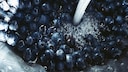 How to Properly Wash Blueberries