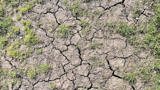 Heat Wave Garden Soil
