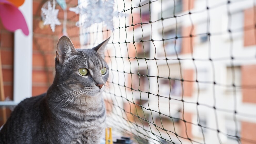 Cat Balcony