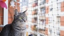 Cat Balcony