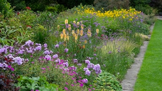 New Perennial
