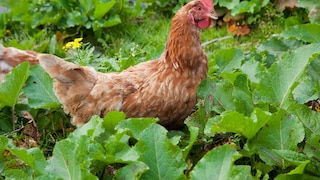 Livestock in the Garden