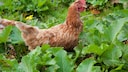 Livestock in the Garden