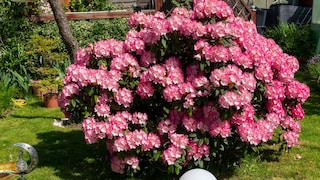 Rhododendrons are a real eye-catcher in many gardens. Unfortunately, in many regions, they struggle to withstand the hot and dry summers.