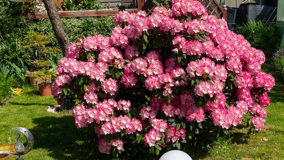 Rhododendrons are a real eye-catcher in many gardens. Unfortunately, in many regions, they struggle to withstand the hot and dry summers.