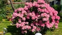 Rhododendrons are a real eye-catcher in many gardens. Unfortunately, in many regions, they struggle to withstand the hot and dry summers.