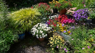 Pot Gardening