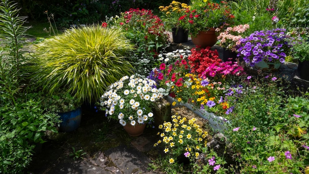 Pot Gardening