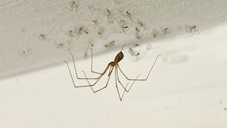 Cellar spiders typically weave their webs in corners or directly under the ceiling.