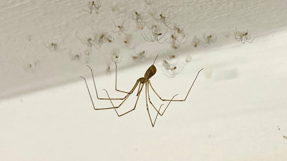 Cellar spiders typically weave their webs in corners or directly under the ceiling.