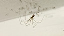 Cellar spiders typically weave their webs in corners or directly under the ceiling.