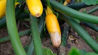 If improperly cared for, the end of a zucchini can rot. This is also known as blossom-end rot.
