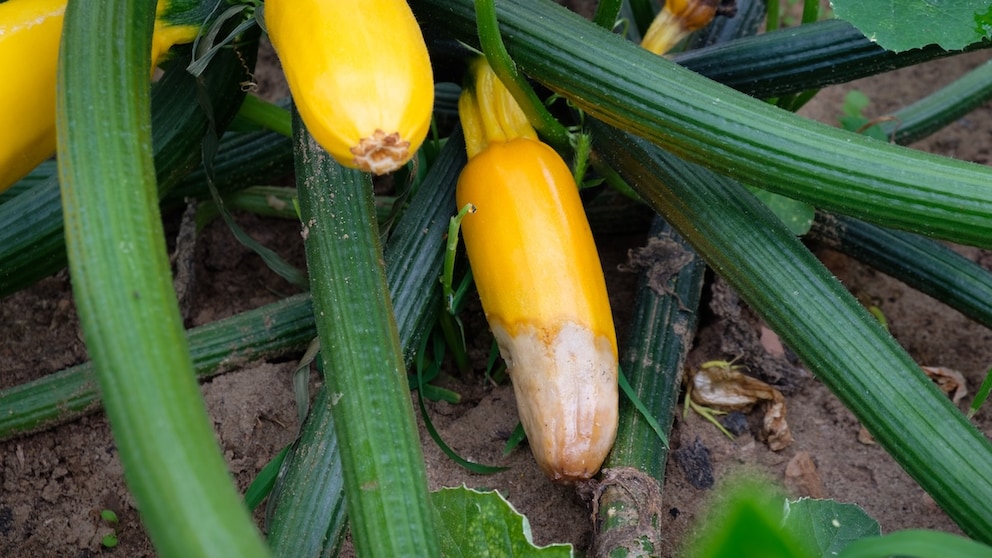 If improperly cared for, the end of a zucchini can rot. This is also known as blossom-end rot.