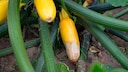 If improperly cared for, the end of a zucchini can rot. This is also known as blossom-end rot.