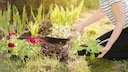 Persistent heat and drought are taking a toll on many plants. To help them, hobby gardeners often resort to measures that, while well-intentioned, don't always benefit the plants.