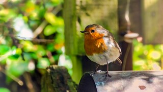 What can you do if there are too few birds in your garden?