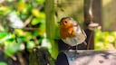 What can you do if there are too few birds in your garden?