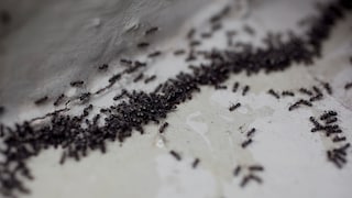 You don't have to resort to harsh chemicals to deal with an ant infestation—home remedies can also be effective.