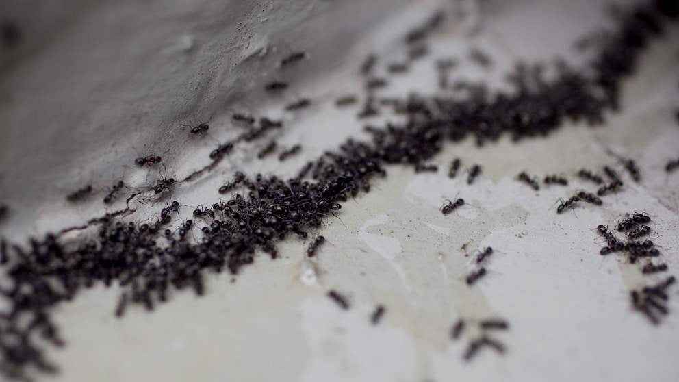 You don't have to resort to harsh chemicals to deal with an ant infestation—home remedies can also be effective.