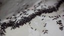 You don't have to resort to harsh chemicals to deal with an ant infestation—home remedies can also be effective.