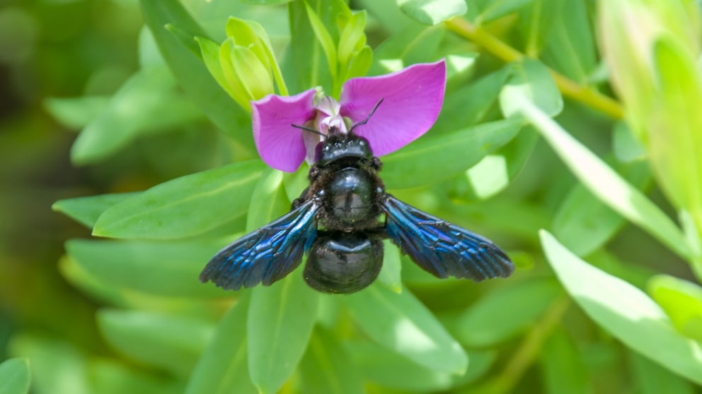 The black hornet is not, as the name might suggest, a hornet.