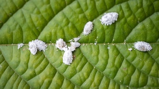 Soft soap is considered a popular home remedy for aphids, but its effectiveness can vary with each use.
