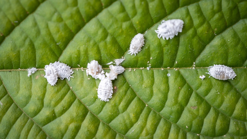 Soft soap is considered a popular home remedy for aphids, but its effectiveness can vary with each use.