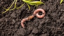 Earthworms can be a true asset to the garden, but can they be encouraged?