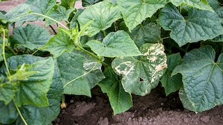 One should distinguish between true and false mildew.