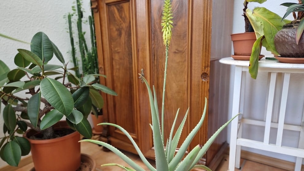 The plant bloomed for the first time in its sixth year.