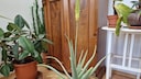 The plant bloomed for the first time in its sixth year.