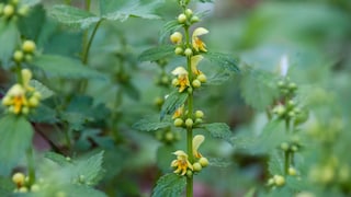 Golden deadnettle is also suitable as ground cover for shady areas.