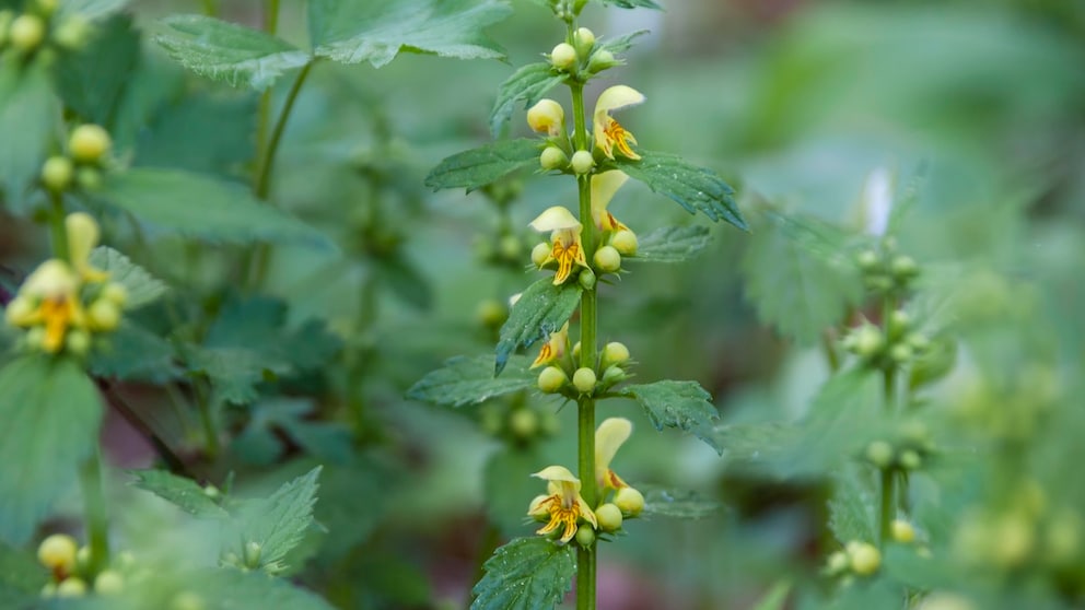 Golden deadnettle is also suitable as ground cover for shady areas.
