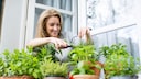 When planting herbs, several mistakes can occur.