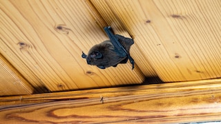 Bats can sometimes find their way into homes, especially on mild summer nights.