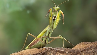 The European mantis is the only native praying mantis species in Europe.