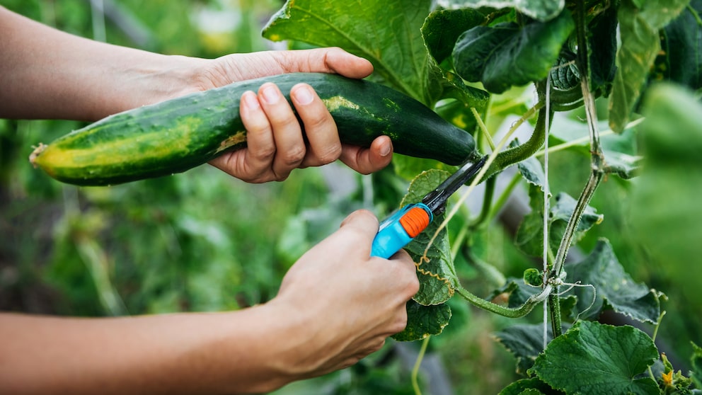 Mistakes in cucumber harvesting can affect the entire plant