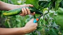 Mistakes in cucumber harvesting can affect the entire plant