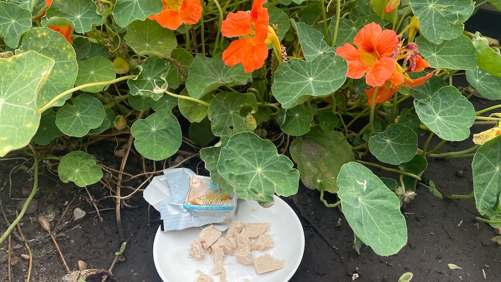 Yeast is touted online as a natural fertilizer. Is it really that effective?